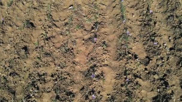 Flores de açafrão no campo em uma estação de outono — Vídeo de Stock