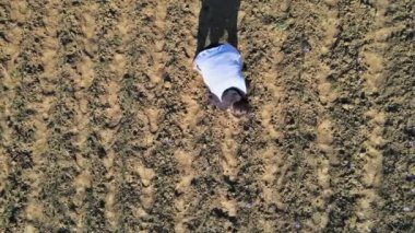 Hasatta safran hasat sepetinde çiçek tarlalarında çiçek tarlaları