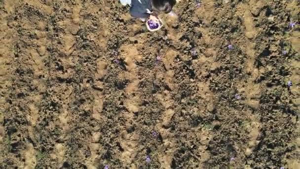 Время сбора урожая цветущие цветы шафрана — стоковое видео