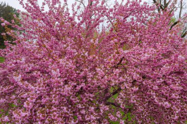 Arka planda çiçeklerle güzel çiçek açan Japon kirazı Sakura bir bahar günü