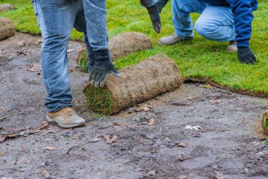 Bahçe düzenleme arka bahçeye yeni çimen serpiştirme.