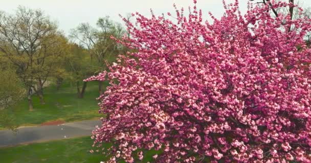 Japanska blommande körsbär Sakura med blommor pÃ ¥vackra — Stockvideo