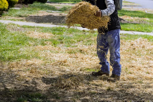 Landscaping Gardener Spreading Straw Mulch Gardening Housework Straw Mulch Covering — Stock Photo, Image