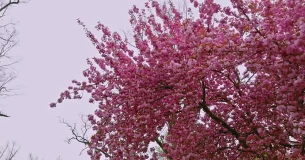 En trädgård på våren blommar sakura blommor på antenn utsikt — Stockvideo