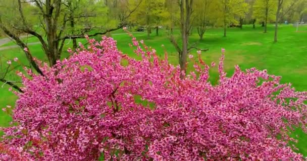Panorama pohled na kvetoucí sakura třešeň s květy okvětních lístků pádu — Stock video