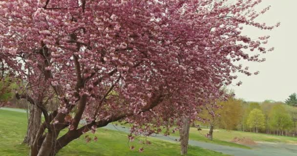 Vue panoramique du cerisier sakura en fleurs avec pétales de fleurs tombant — Video