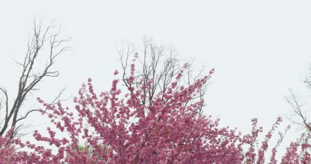 Ανθισμένα άνθη κερασιάς sakura σε ανοιξιάτικο φόντο — Αρχείο Βίντεο