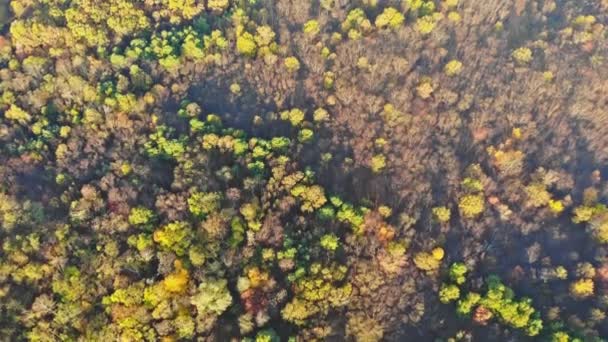 높은 곳에서 부터의 낙엽수림의 넓은 풍경 — 비디오