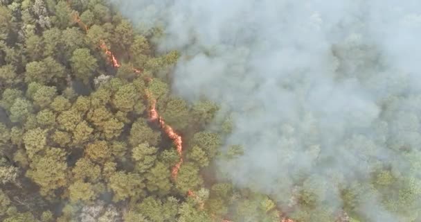 Panorama luchtvuur brandt bomen droog gras in het bos. — Stockvideo