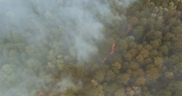 Een rook komend van een vuur in het bos — Stockvideo