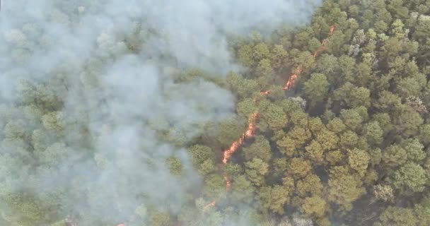 カリフォルニアの森のパノラマの空気の山火事は木を燃やしている乾燥した草 — ストック動画