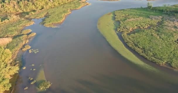 Flygfoto top-down vy flod i grön skog — Stockvideo