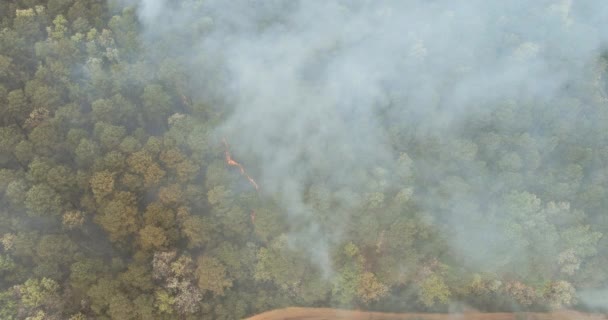 山火事は大きな煙の森の中で木や乾いた草を燃やしています — ストック動画