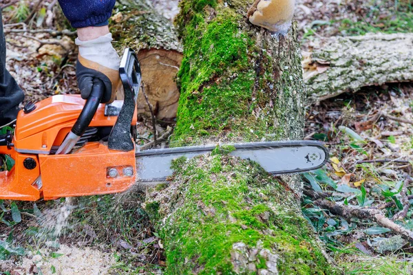 Après Ouragan Tempête Endommager Les Arbres Avec Les Services Publics — Photo