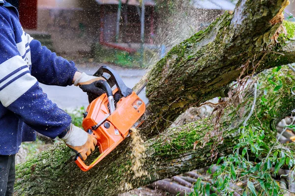 Ένα Δέντρο Που Πέφτει Μέσα Έσπασε Δέντρο Μετά Από Τυφώνα — Φωτογραφία Αρχείου
