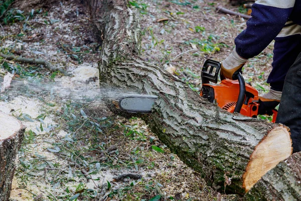 Efter Orkan Storm Skada Träd Med Professionella Verktyg Stad Skära — Stockfoto