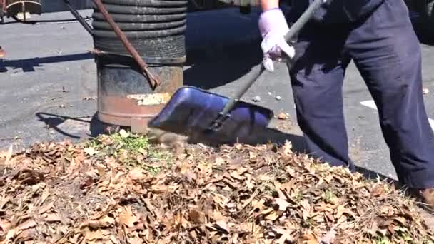 Ο εργάτης καθαρίζει τα φύλλα που πέφτουν και σκουπίζεται. — Αρχείο Βίντεο