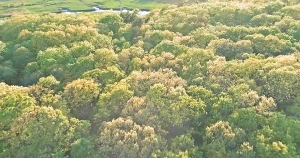 Vista aérea del dron, bosque mixto, árboles caducifolios — Vídeo de stock