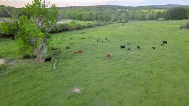 Πανόραμα σε λιβάδι βόσκησης αγελάδων στο λόφο του βουνού — Αρχείο Βίντεο