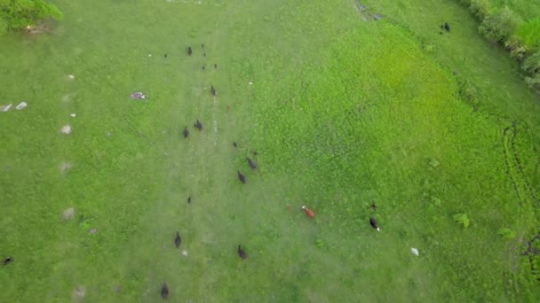 Le mucche panoramiche pascolano nel prato verde — Video Stock