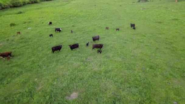 Panorama lotnicza u krów na łące trawiastej w pobliżu gór — Wideo stockowe