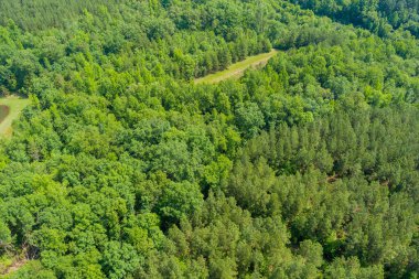 Güney Carolina 'daki Campobello kasabasındaki dağların arasında yaz mevsiminde yeşil ormanın panoramik manzarası.