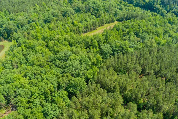 Güney Carolina 'daki Campobello kasabasındaki dağların arasında yaz mevsiminde yeşil ormanın panoramik manzarası.