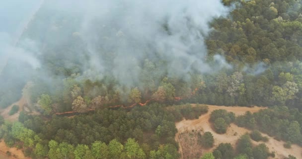 Vista aérea uma fumaça que vem de uma árvore em chamas na floresta — Vídeo de Stock