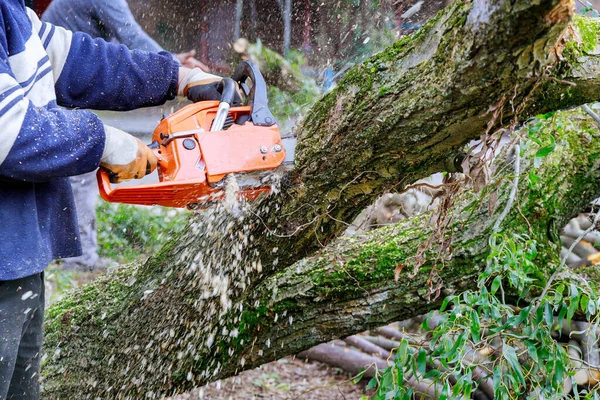 Después Una Tormenta Huracanes Dañan Árboles Con Servicios Públicos Profesionales —  Fotos de Stock