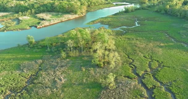Воздушный вид сверху на реку в зеленом лесу — стоковое видео