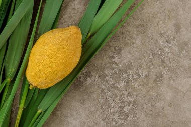 Sukkoh 'ta Ortodoks Yahudi bayramı Sukkot' ta bir etrog