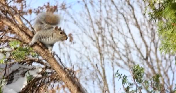 Wschodnia wiewiórka z orzechami zimą — Wideo stockowe
