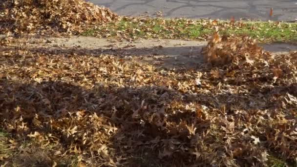 La eliminación de las hojas caídas en otoño hojas girando hacia arriba en la eliminación de hojas caídas de otoño — Vídeo de stock