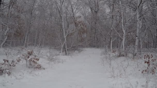 겨울에 눈 폭풍으로 뒤덮인 숲 속 의작은 길 — 비디오