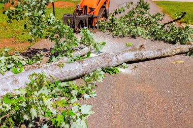 Large fallen tree branch blocks sidewalk while crawler skid steer works on clearing area after tornado