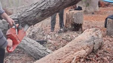 İşçi ormandaki ağaç kesmek için testere, ormandaki ağaç kütüğü kullanıyor.