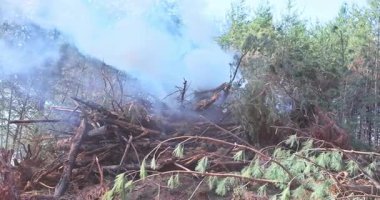 Ormanda sigara içen ve yanan büyük bir çam ağacı ve dalları yığını çevreleyen yeşil ağaçlarla birlikte, mavi duman olay yerinde yayılıyor. Doğal olarak düşen kerestelerin kontrollü yanığı.
