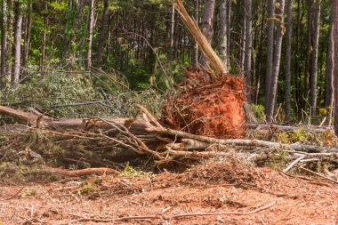Ormanda köklerinden sökülmüş büyük bir ağaç, fırtınadan sonra dağınık dallarını ortaya çıkarıyor..
