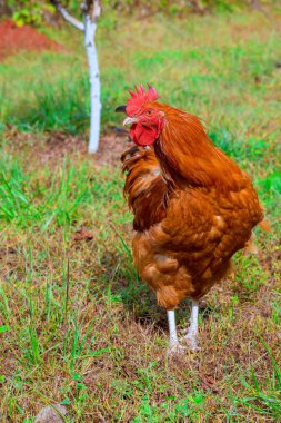 Kahverengi tavuk horozu, doğayla iç içe otlakları keşfeder..