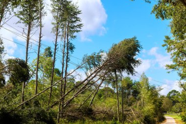 Rural road is obstructed by fallen trees power lines after storm