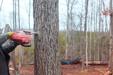 İşçi ağaç ağaçlarını kesmek için merdivende testere kullanıyor. Bulutlu.
