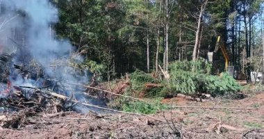 Ormanda düşen ağaçlardan yoğun duman yükseliyor. Makineler güneşli bir alandaki enkazı temizliyor..