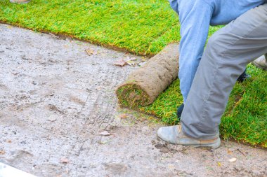 İşçi, bahçedeki çimleri düzgünce yerleştirmek için çıplak zemine taze çimen serer, boşluğu doldurmak için toprağı kaplar..