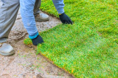 İşçiler yeni çimlerin oluşması için çimenlerin çıplak araziye yerleştirilmesi için çalışıyorlar.
