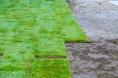 İşçiler, yerleşim alanındaki bahçedeki çıplak toprağa taze çimen parçaları yerleştiriyorlar..