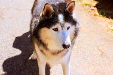 Husky bahçede çimenler ve ağaçlarla çevrili güneşli patika boyunca hareket eder.