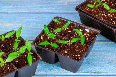 Küçük yeşil biber bitkileri ahşap masaya konmuş toprak dolu saksılarda yetişiyor.