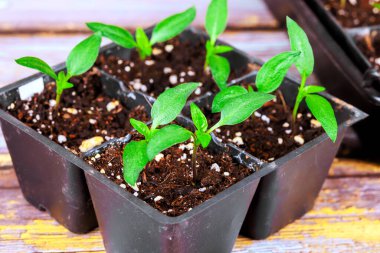 Bahçedeki ahşap masaya yerleştirilmiş plastik tepsilerdeki topraktan küçük biber bitkileri filizlenir..