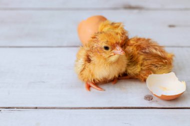 İki yeni doğmuş yavru, sıcak uzayda kırık yumurta kabuklarının yanında oturur..