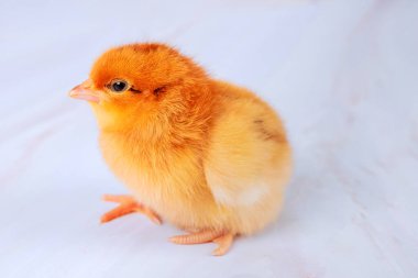 Küçük sarı civciv ışık yüzeyinde sessizce oturur ve meraklı bir şekilde küçük ayaklarıyla etrafa bakar..